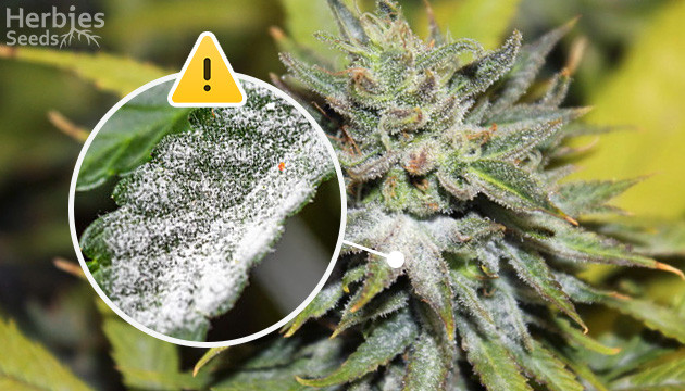 Powdery mildew what is it