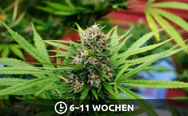 Für die Blütephase