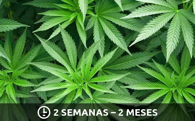 guia de cultivo de marihuana