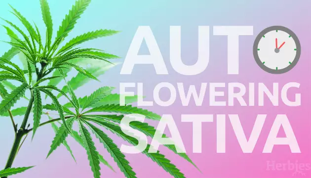 The Best Autoflowering Sativa Seeds