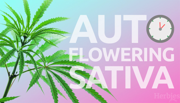 Die besten autoflowering Sativa-Samen