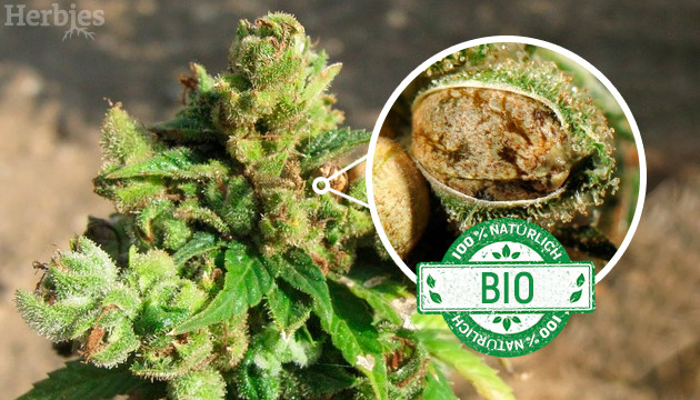Bio-Cannabis-Samen: Top-Picks für einen sauberen Bio-Anbau