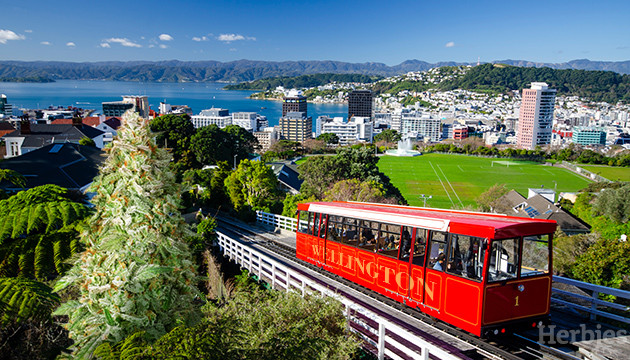 Cannabis Seeds in Wellington