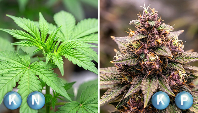 Marihuana Pflanzennährstoffe