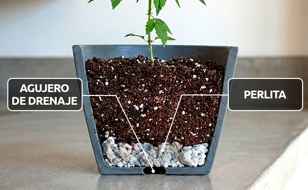 La importancia del drenaje riego de marihuana