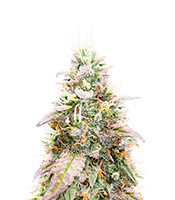 Northern Lights #5 x Amnesia Haze (Herbies Seeds)