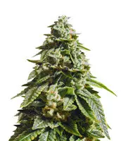 Vendita di semi femminizzati Glue Kripple Glue Kripple (Dr. Krippling Seeds)