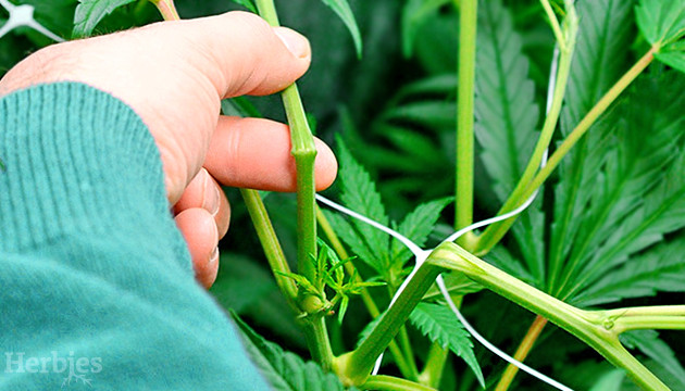 super cropping cannabis