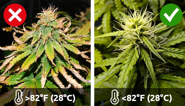 cannabis plant problems and solutions