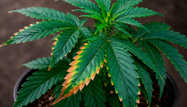 LED light burn cannabis