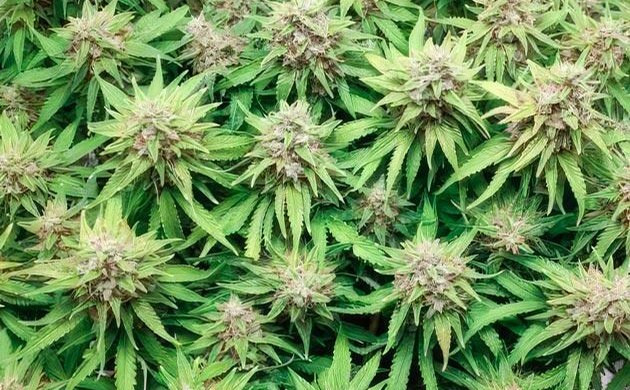 Grow Diary Grow diary hero