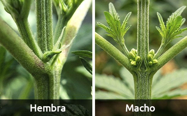 Floración de marihuana semana a semana