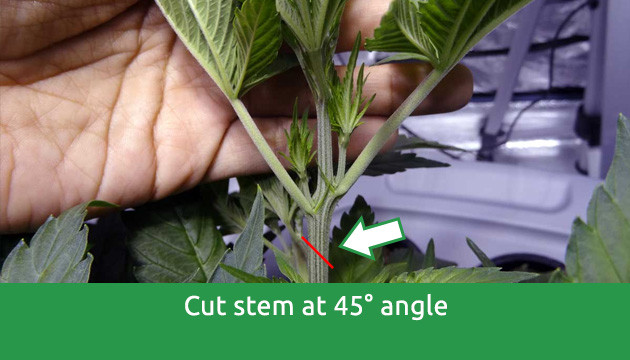 how to cut clones from a mother plant
