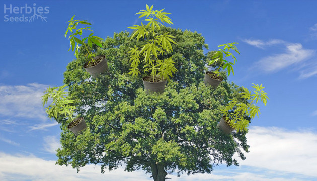 Cannabis growing in the tree top