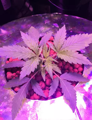 buy 60 Day Wonder Autoflower by dna genetics
