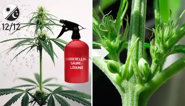 Wie man Unkrautsamen feminisiert