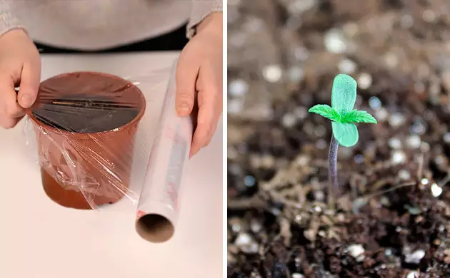 How to germinate cannabis seeds in soil