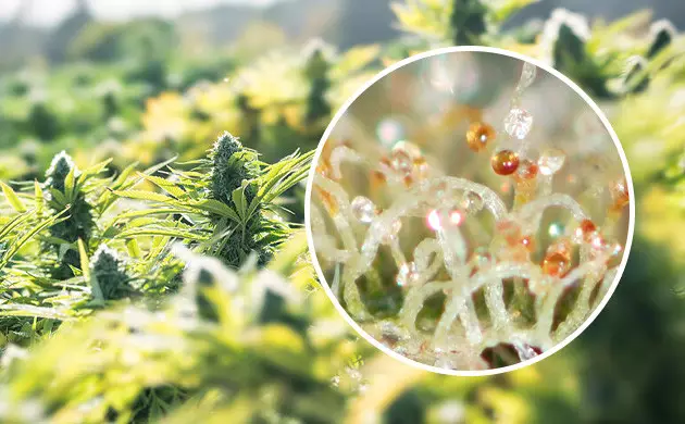 maturation trichomes