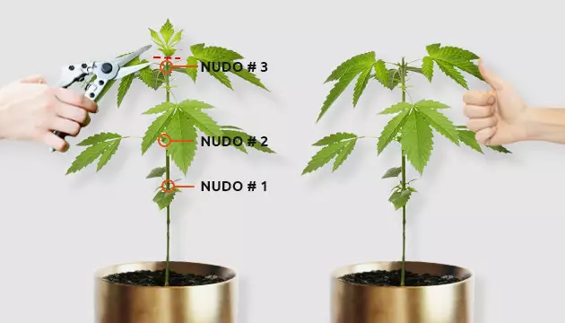 tipos de poda
