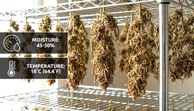 วิธีทำให้วัชพืชแห้งเร็วโดยไม่สูญเสียประสิทธิภาพ how to dry wet weed