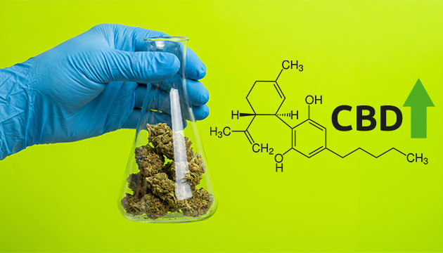 Higher CBD percentage what does autoflowering mean