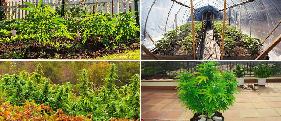 best outdoor cannabis seeds