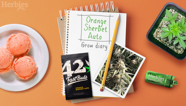 Orange Sherbet Auto: Week-by-Week Guide