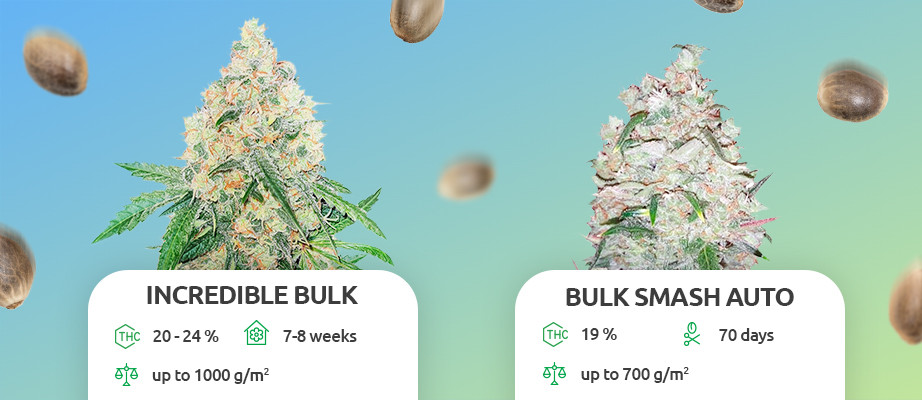 The Incredible Bulk feminized seeds by Dr. Krippling Seeds - Herbies Seeds