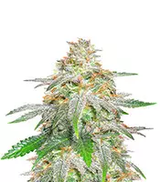Achetez des graines féminisées Banana Sherbet par Original Sensible Seeds Banana Sherbet (Original Sensible Seeds)