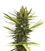 Buy Blue Dream feminized seeds by BlimBurn Seeds Blue Dream (BlimBurn Seeds)