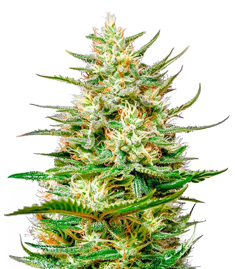 The Church CBD (Green House Seeds)