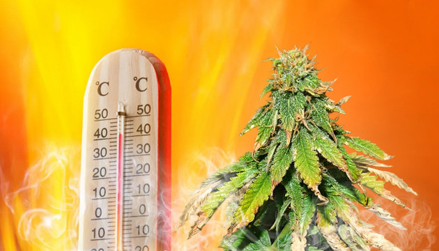 Ideal temperature for growing weed