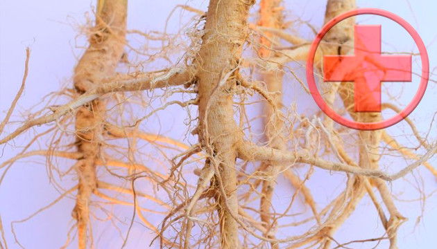 how to fix root rot cannabis soil