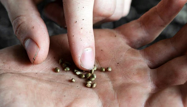 healthy cannabis seeds