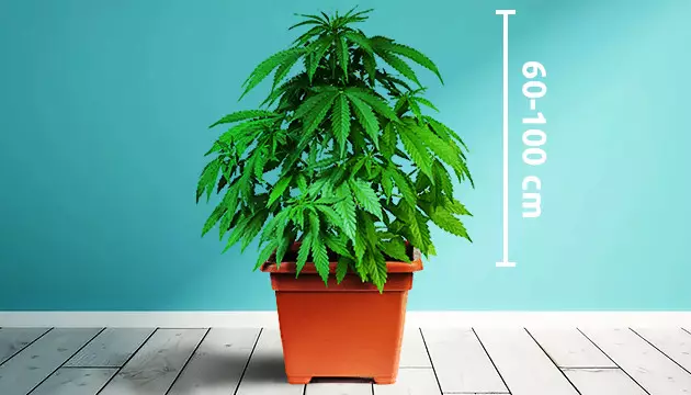 selbstblühendes Cannabis