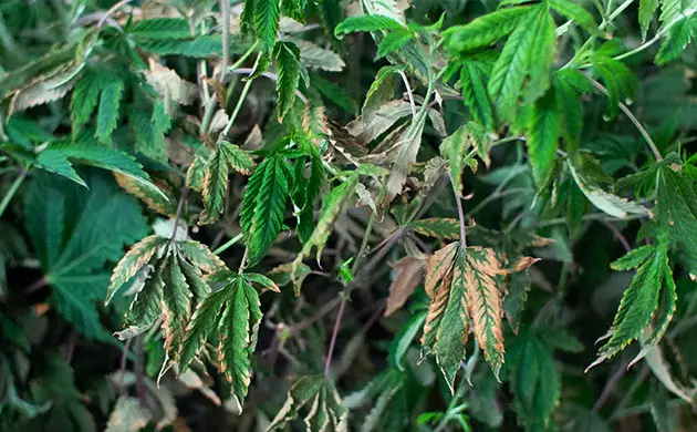feuilles de cannabis sont trop sombres