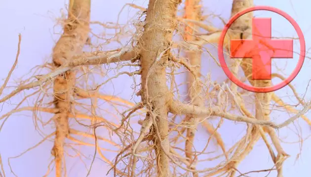 how to fix root rot cannabis soil