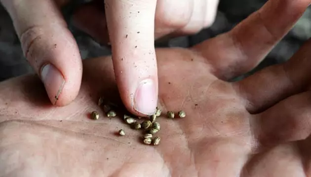 healthy cannabis seeds