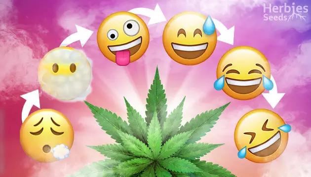giggly strains
