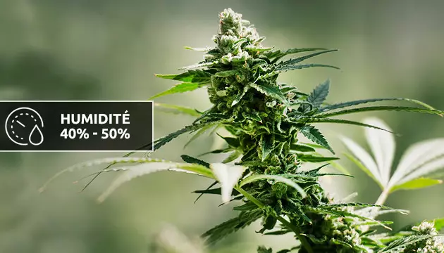 meilleure humidité pour le cannabis