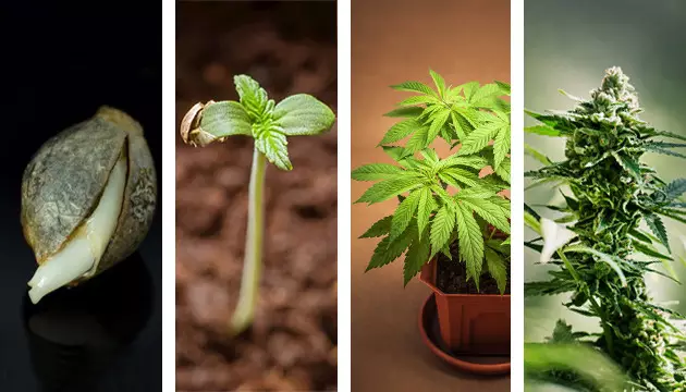 Qu'est-ce que la phase de croissance du cannabis ? phase de croissance cannabis