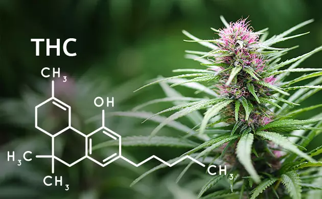 strong sativa strains