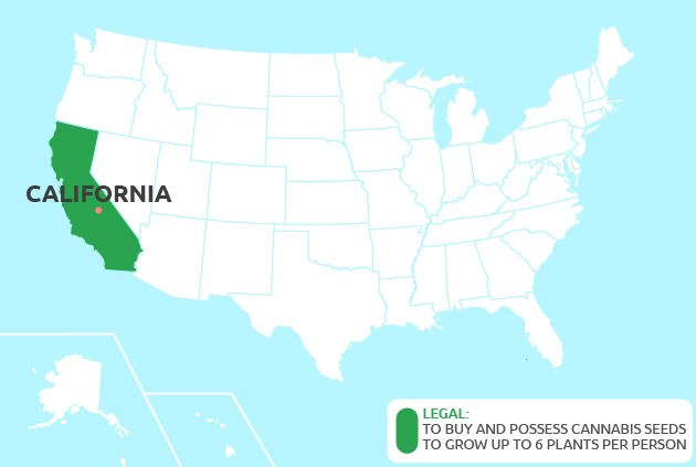 cannabis seeds in California
