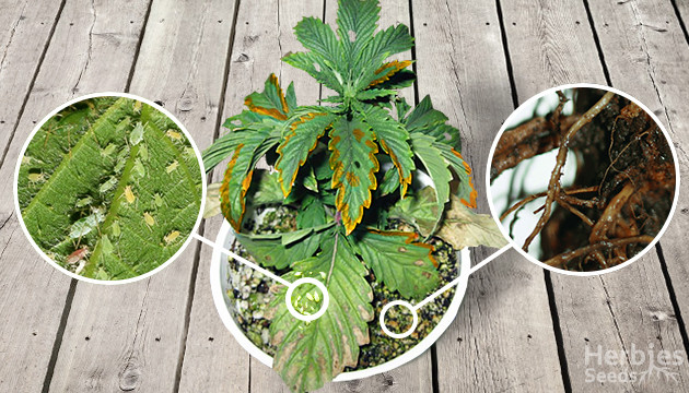 Marijuana plant problems