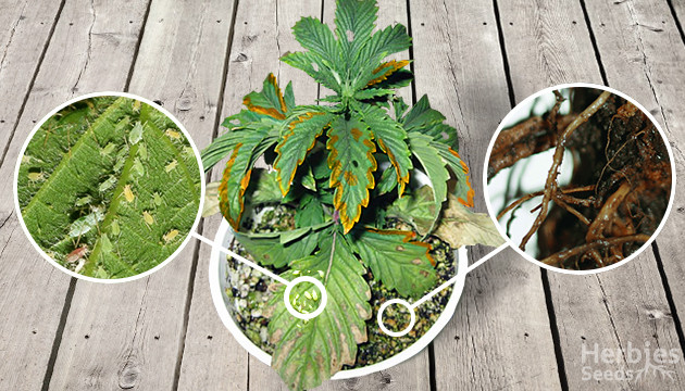 cannabis plant problems and solutions