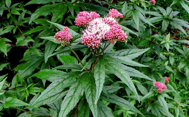 hemp Agrimony