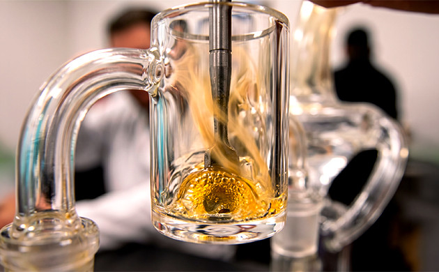 making concentrates from hermie weed