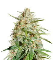 Vendita di semi femminizzati Cherry Bomb Cherry Bomb (Bomb Seeds)