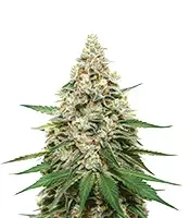 Super Lemon Haze (Green House Seeds)