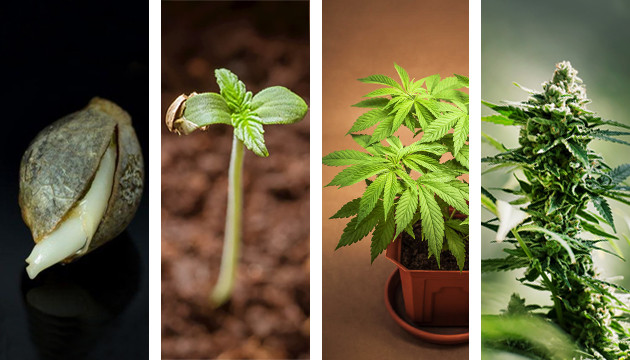 how long from seedling to vegetative